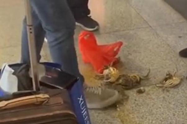 螃蟹可以帶上高鐵嗎 螃蟹為什么不能帶上高鐵 螃蟹可以帶上高鐵嗎 螃蟹為什么不能帶上高鐵