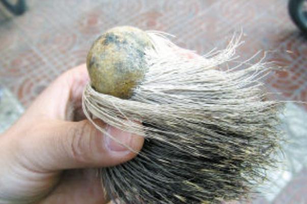 麝香是什么動物身上的 麝香是什么味道