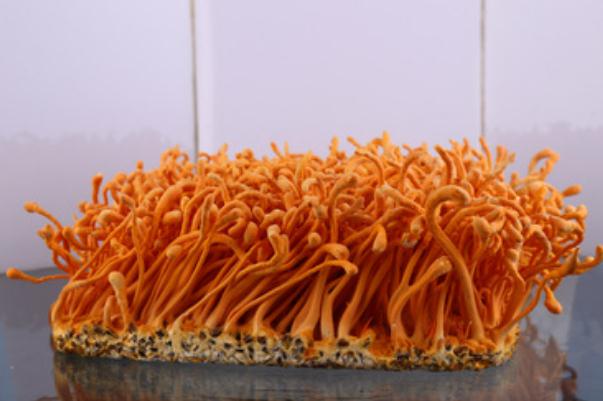 蟲(chóng)草花是涼性的還是熱性的 蟲(chóng)草花是什么東西長(zhǎng)出來(lái)的