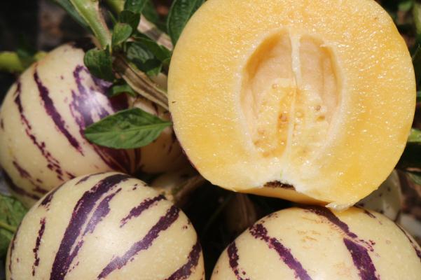 人參果是硬的好吃還是軟的好吃 人參果是硬的怎么辦 人參果是硬的好吃還是軟的好吃 人參果是硬的怎么辦