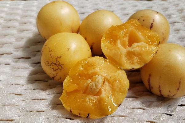 人參果是硬的好吃還是軟的好吃 人參果是硬的怎么辦 人參果是硬的好吃還是軟的好吃 人參果是硬的怎么辦