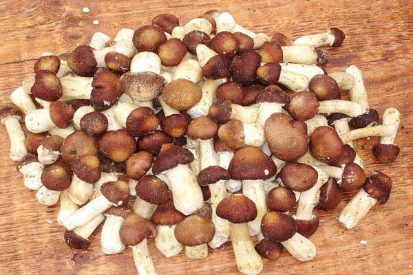 草菇要不要焯水 草菇焯水多久 草菇要不要焯水 草菇焯水多久