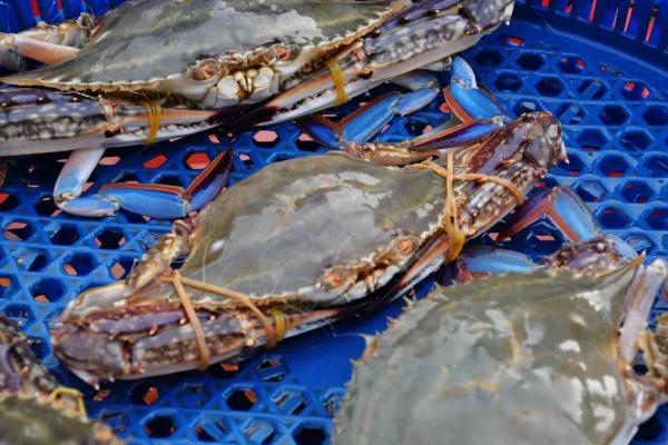 海鮮有營(yíng)養(yǎng)嗎 海鮮有保質(zhì)期嗎 海鮮有營(yíng)養(yǎng)嗎 海鮮有保質(zhì)期嗎