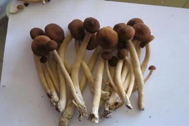 茶樹菇是榛蘑嗎 茶樹菇與香菇哪個好 茶樹菇是榛蘑嗎 茶樹菇與香菇哪個好