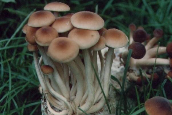 茶樹(shù)菇為啥叫茶樹(shù)菇 茶樹(shù)菇有毒嗎