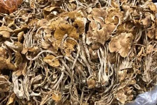 茶樹(shù)菇為啥叫茶樹(shù)菇 茶樹(shù)菇有毒嗎