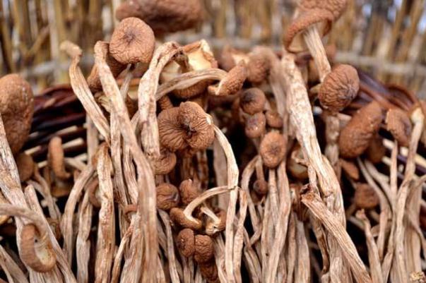 茶樹(shù)菇孕婦能吃不 茶樹(shù)菇孕婦吃對(duì)胎兒有影響嗎 茶樹(shù)菇孕婦能吃不 茶樹(shù)菇孕婦吃對(duì)胎兒有影響嗎