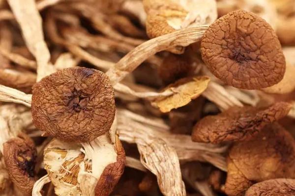 茶樹菇可以隔夜吃嗎 茶樹菇可以保存多久 茶樹菇可以隔夜吃嗎 茶樹菇可以保存多久