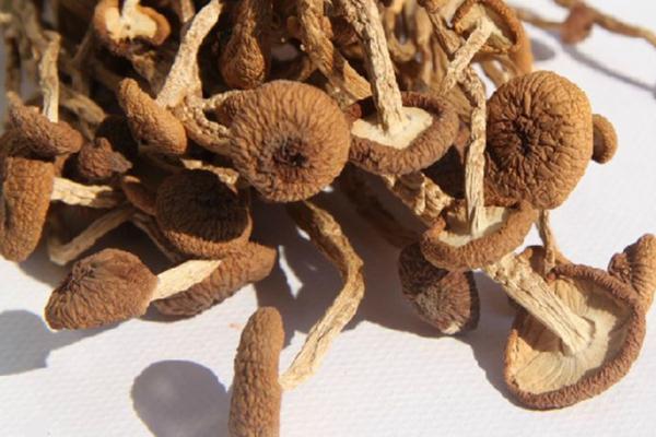 茶樹菇是榛蘑嗎 茶樹菇與香菇哪個好 茶樹菇是榛蘑嗎 茶樹菇與香菇哪個好