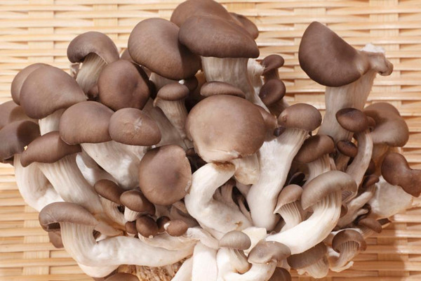 平菇什么樣的才新鮮 平菇怎么看是否變質(zhì) 平菇什么樣的才新鮮 平菇怎么看是否變質(zhì)
