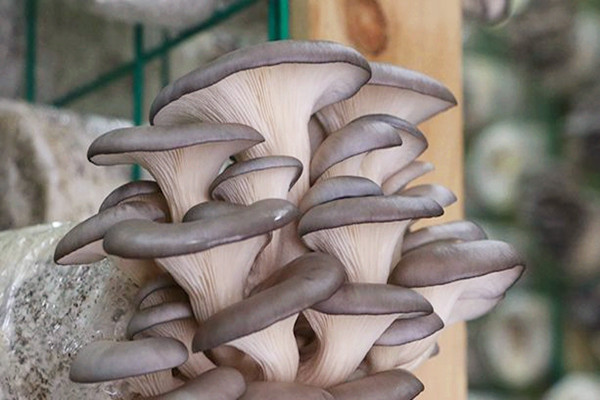 平菇適合什么人吃 平菇不適合吃的人群 平菇適合什么人吃 平菇不適合吃的人群