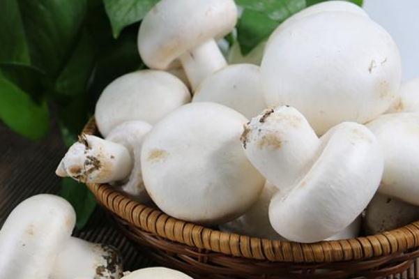 口蘑孕婦可以吃嗎 孕婦吃口蘑的注意事項(xiàng) 口蘑孕婦可以吃嗎 孕婦吃口蘑的注意事項(xiàng)