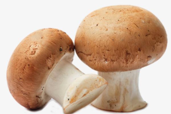 口蘑對身體有什么好處 口蘑對減肥有效果嗎