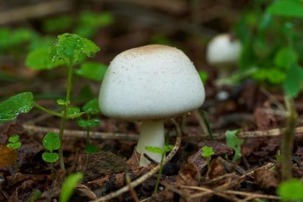 口蘑有斑點還能吃嗎 口蘑有毒性嗎