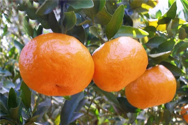 蘆柑什么時候上市 蘆柑是什么季節(jié)的水果 蘆柑什么時候上市 蘆柑是什么季節(jié)的水果