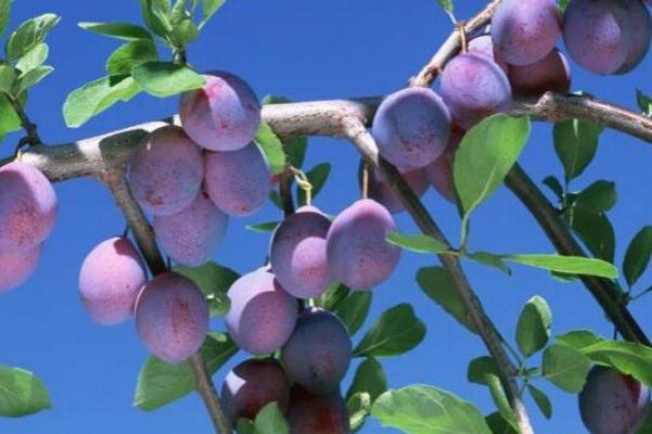 烏梅的功效與作用 烏梅泡水的功效與作用 烏梅的功效與作用 烏梅泡水的功效與作用