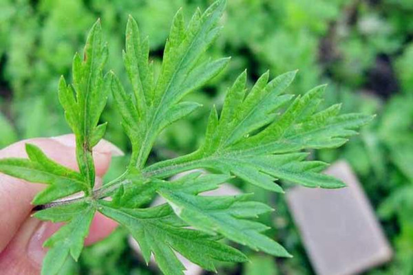 艾葉可以用來做枕頭嗎 艾葉做枕頭有什么功效