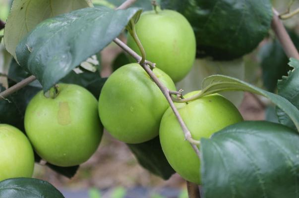 牛奶棗可以放多久 牛奶棗一次可以吃幾個(gè) 牛奶棗可以放多久 牛奶棗一次可以吃幾個(gè)