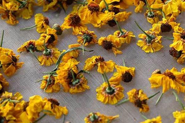 雪菊的作用和功效 雪菊是寒性還是熱性 雪菊的作用和功效 雪菊是寒性還是熱性