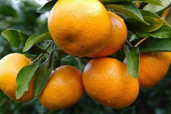 蘆柑是不是橘子 蘆柑是不是涼性的 蘆柑是不是橘子 蘆柑是不是涼性的