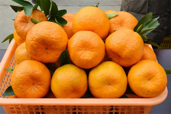 蘆柑是不是橘子 蘆柑是不是涼性的 蘆柑是不是橘子 蘆柑是不是涼性的