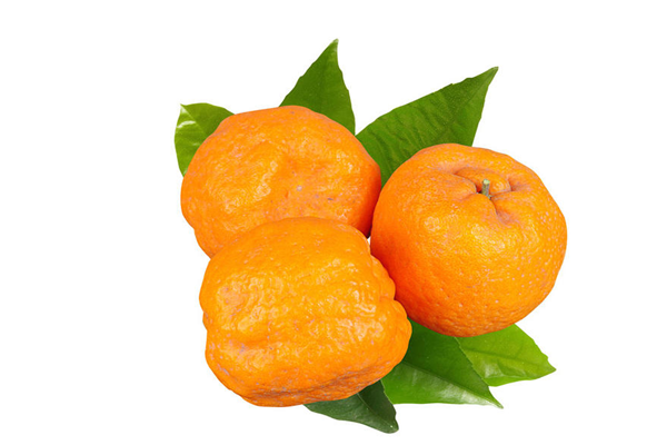 蘆柑什么季節(jié)成熟 蘆柑是哪里的特產(chǎn) 蘆柑什么季節(jié)成熟 蘆柑是哪里的特產(chǎn)