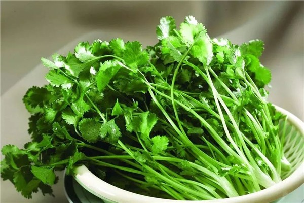 香菜為什么有人不喜歡 香菜吃了會(huì)過(guò)敏嗎