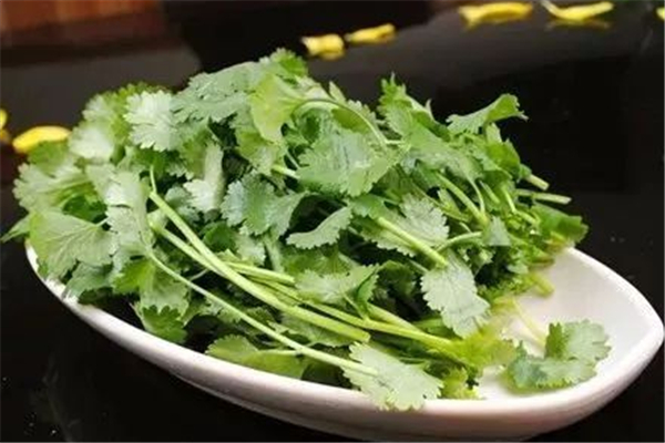 香菜怎么保存新鮮不爛 香菜放冰箱還是放外面 香菜怎么保存新鮮不爛 香菜放冰箱還是放外面