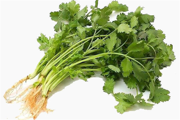 香菜為什么有人不喜歡 香菜吃了會過敏嗎 香菜為什么有人不喜歡 香菜吃了會過敏嗎