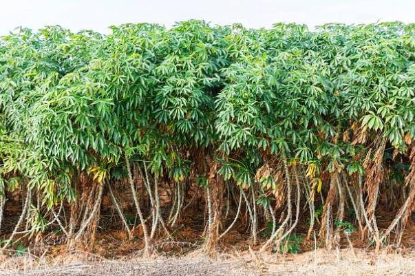 木薯不能和什么一起吃 木薯怎么煮才沒有毒 木薯不能和什么一起吃 木薯怎么煮才沒有毒