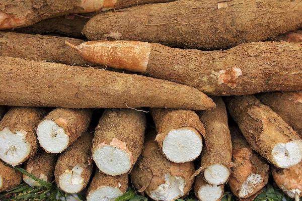 木薯不能和什么一起吃 木薯怎么煮才沒有毒 木薯不能和什么一起吃 木薯怎么煮才沒有毒