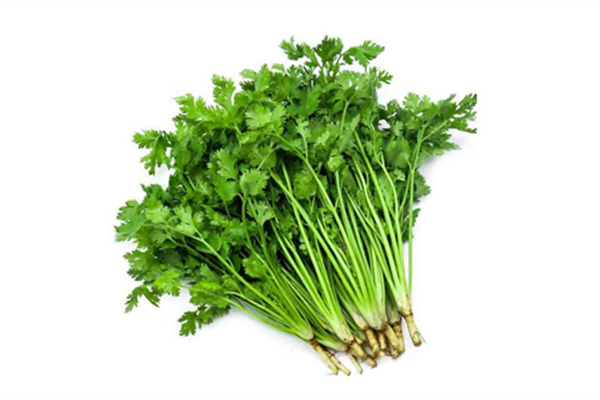 香菜為什么有人不喜歡 香菜吃了會過敏嗎 香菜為什么有人不喜歡 香菜吃了會過敏嗎