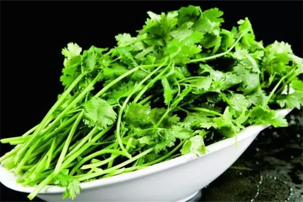 香菜怎么保存新鮮不爛 香菜放冰箱還是放外面 香菜怎么保存新鮮不爛 香菜放冰箱還是放外面