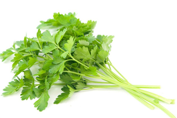 香菜怎么保存新鮮不爛 香菜放冰箱還是放外面 香菜怎么保存新鮮不爛 香菜放冰箱還是放外面