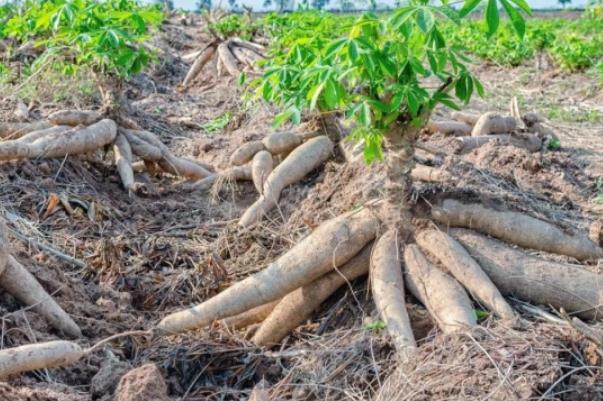 木薯不能和什么一起吃 木薯怎么煮才沒有毒 木薯不能和什么一起吃 木薯怎么煮才沒有毒