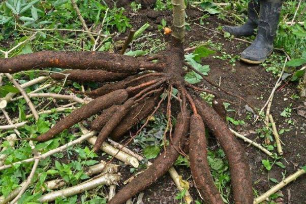 木薯是山藥嗎 木薯是發(fā)物嗎 木薯是山藥嗎 木薯是發(fā)物嗎