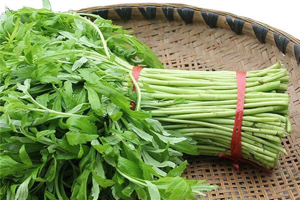 泥蒿是茼蒿嗎 泥蒿和茼蒿的區(qū)別