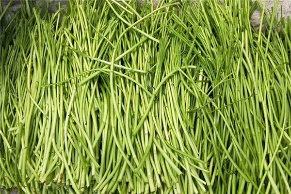 泥蒿吃葉子還是吃桿 泥蒿吃什么地方