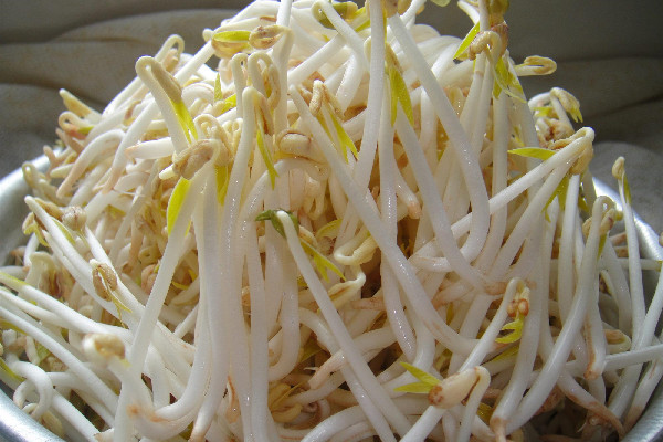 綠豆芽要焯水不 綠豆芽要摘掉根須嗎 綠豆芽要焯水不 綠豆芽要摘掉根須嗎