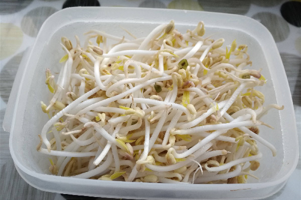 綠豆芽吃不完怎么儲存 綠豆芽放的有點(diǎn)變色能吃嗎 綠豆芽吃不完怎么儲存 綠豆芽放的有點(diǎn)變色能吃嗎