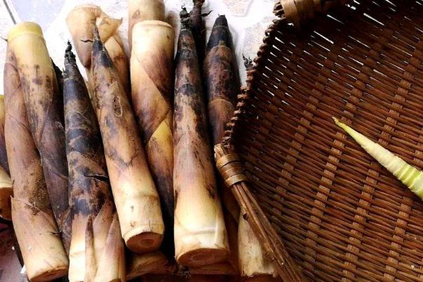 春筍要怎么處理 春筍吃不完怎么處理 春筍要怎么處理 春筍吃不完怎么處理