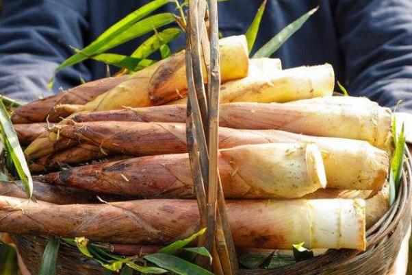 春筍要怎么處理 春筍吃不完怎么處理 春筍要怎么處理 春筍吃不完怎么處理