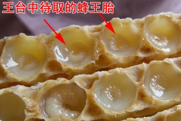 蜂王胎片有沒(méi)有副作用 蜂王胎片有子宮肌瘤的人可以吃嗎