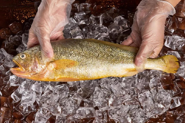 黃花魚要去魚鱗嗎 黃花魚處理方法 黃花魚要去魚鱗嗎 黃花魚處理方法