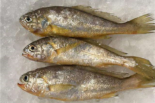 黃花魚(yú)可以冷凍儲(chǔ)存嗎 黃花魚(yú)怎么保鮮時(shí)間長(zhǎng)