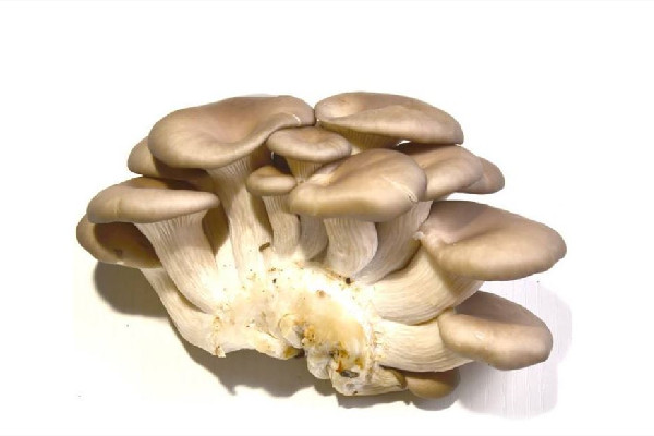 姬菇和平菇的區(qū)別 姬菇和平菇哪個(gè)營(yíng)養(yǎng)價(jià)值高