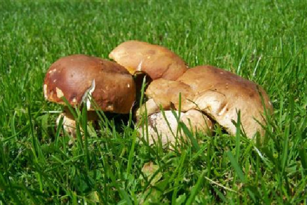 蘑菇可以隔夜吃嗎 蘑菇可以放冰箱保鮮嗎 蘑菇可以隔夜吃嗎 蘑菇可以放冰箱保鮮嗎