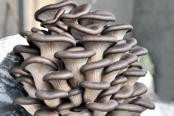 姬菇和平菇的區(qū)別 姬菇和平菇哪個(gè)營(yíng)養(yǎng)價(jià)值高