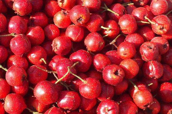 山楂有維生素c嗎 山楂有什么營(yíng)養(yǎng)價(jià)值