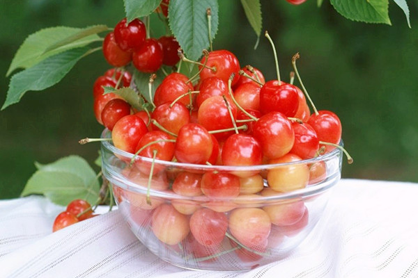 櫻桃的適宜人群 櫻桃的禁忌人群 櫻桃的適宜人群 櫻桃的禁忌人群